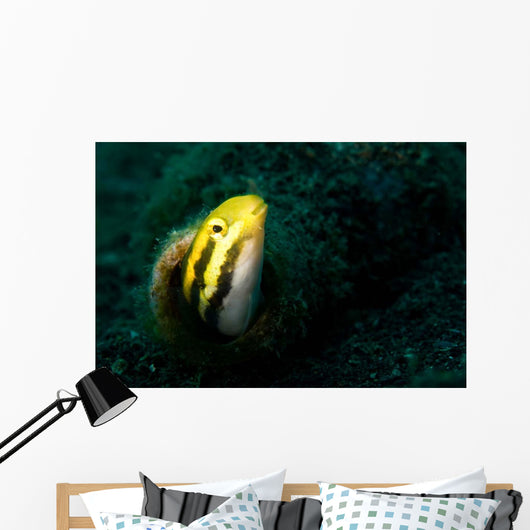 Shorthead Fangblenny Bottle Wall Decal