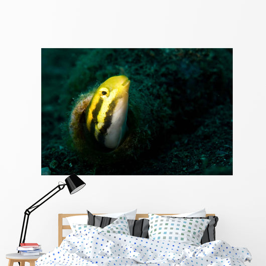 Shorthead Fangblenny Bottle Wall Decal
