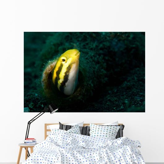 Shorthead Fangblenny Bottle Wall Decal