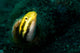 Shorthead Fangblenny Bottle Wall Decal