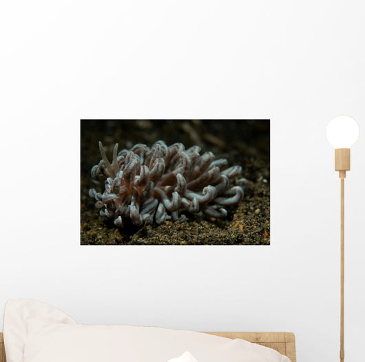 Phyllodesmium Nudibranch Portrait Wall Decal