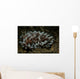 Phyllodesmium Nudibranch Portrait Wall Decal