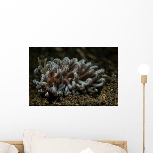 Phyllodesmium Nudibranch Portrait Wall Decal