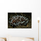 Phyllodesmium Nudibranch Portrait Wall Decal