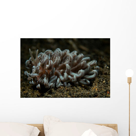 Phyllodesmium Nudibranch Portrait Wall Decal
