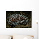 Phyllodesmium Nudibranch Portrait Wall Decal