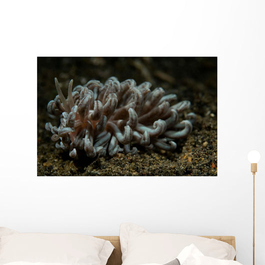Phyllodesmium Nudibranch Portrait Wall Decal