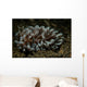 Phyllodesmium Nudibranch Portrait Wall Decal
