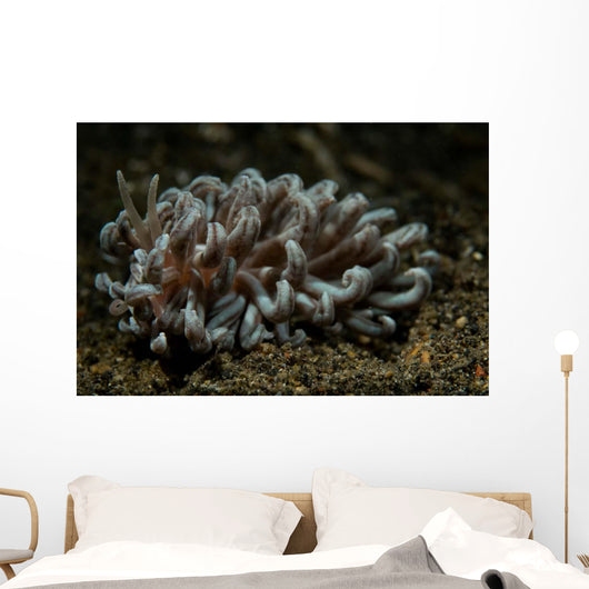 Phyllodesmium Nudibranch Portrait Wall Decal
