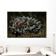 Phyllodesmium Nudibranch Portrait Wall Decal