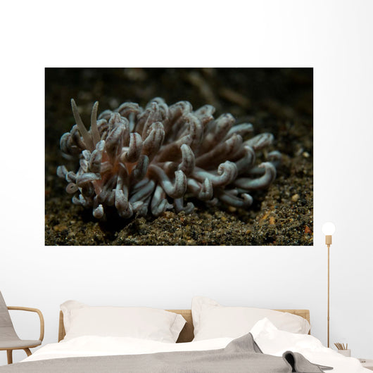 Phyllodesmium Nudibranch Portrait Wall Decal