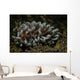 Phyllodesmium Nudibranch Portrait Wall Decal