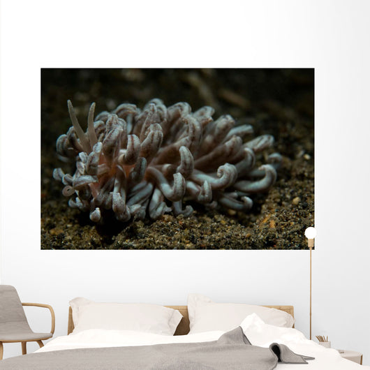 Phyllodesmium Nudibranch Portrait Wall Decal