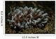 Phyllodesmium Nudibranch Portrait Wall Decal