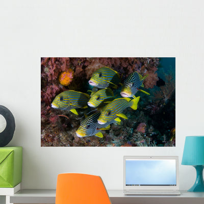 Schooling Ribbon Sweetlips Raja Wall Decal shown on a wall