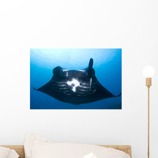 Manta Ray Missing Cephalic Wall Decal
