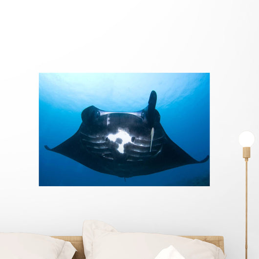 Manta Ray Missing Cephalic Wall Decal