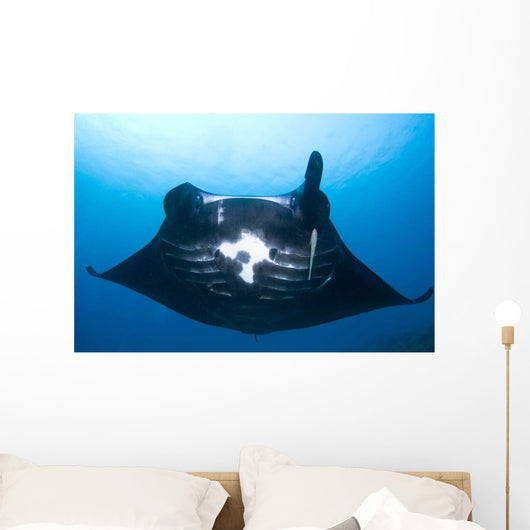 Manta Ray Missing Cephalic Wall Decal