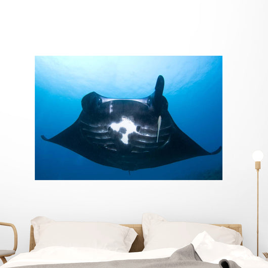 Manta Ray Missing Cephalic Wall Decal