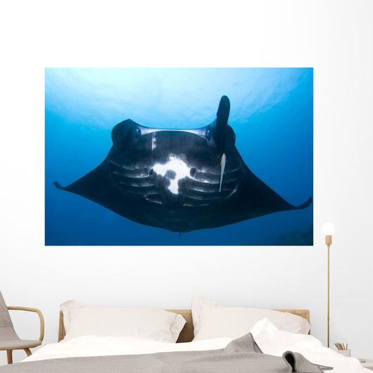 Manta Ray Missing Cephalic Wall Decal