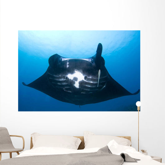 Manta Ray Missing Cephalic Wall Decal