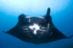 Manta Ray Missing Cephalic Wall Decal
