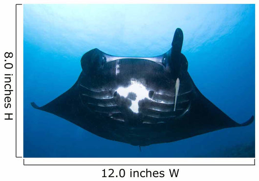 Manta Ray Missing Cephalic Wall Decal