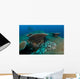 Tassled Wobbegong Shark Sits Wall Decal