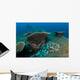 Tassled Wobbegong Shark Sits Wall Decal