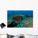 Tassled Wobbegong Shark Sits Wall Decal