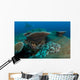 Tassled Wobbegong Shark Sits Wall Decal