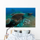 Tassled Wobbegong Shark Sits Wall Decal