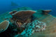 Tassled Wobbegong Shark Sits Wall Decal