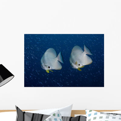 Pair Longfin Spadefish Raja Wall Decal shown on a wall