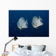 Pair Longfin Spadefish Raja Wall Decal