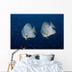 Pair Longfin Spadefish Raja Wall Decal