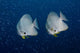 Pair Longfin Spadefish Raja Wall Decal