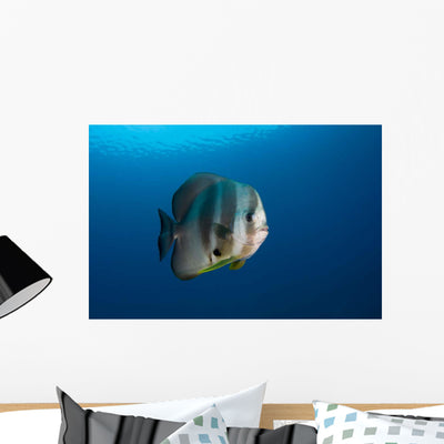 Longfin Spadefish Raja Ampat Wall Decal shown on a wall