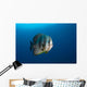 Longfin Spadefish Raja Ampat Wall Decal
