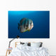 Longfin Spadefish Raja Ampat Wall Decal