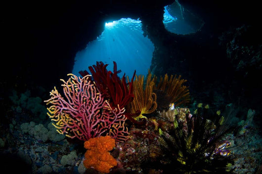 Crinoids and Small Gorgonian Wall Decal