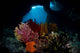 Crinoids and Small Gorgonian Wall Decal