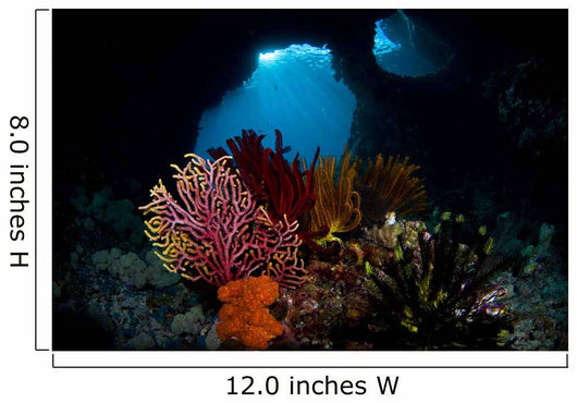 Crinoids and Small Gorgonian Wall Decal