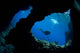 Diver Swims past Boo Wall Decal