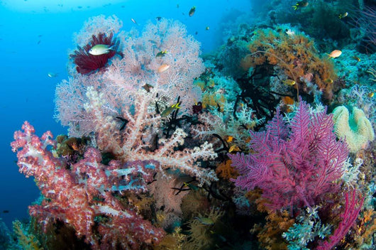 Soft Corals Tropical Reef Wall Decal Design 1