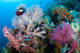 Soft Corals Tropical Reef Wall Decal Design 1