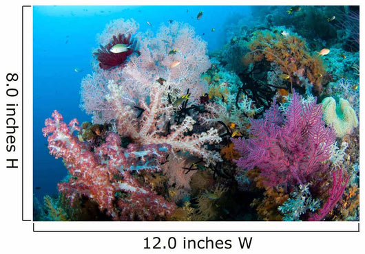 Soft Corals Tropical Reef Wall Decal Design 1