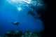 Diver Explores Underhang Mushroom Wall Decal