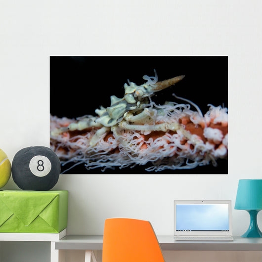 Wire Coral and Xeno Wall Decal