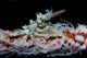 Wire Coral and Xeno Wall Decal